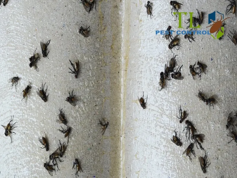 cách diệt ruồi cánh bướm trong nhà vệ sinh