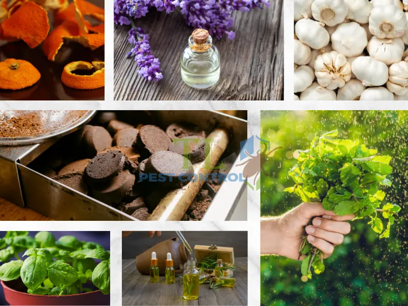 Khi hạn chế của phương pháp tự nhiên không còn hiệu quả để xua đuổi muỗi