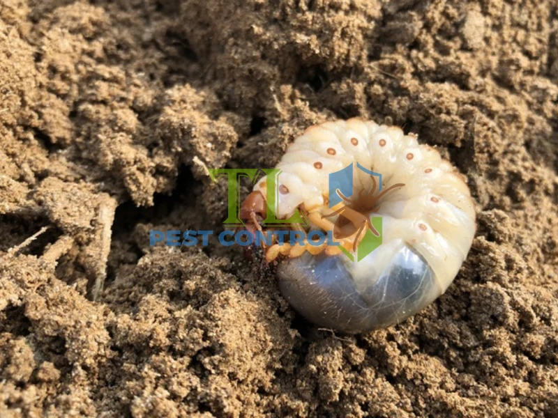 cách diệt sâu bọ côn trùng trong đất