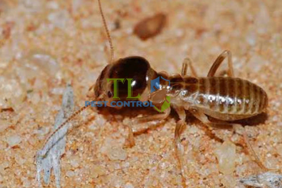 #Cách Diệt Mối Đất Đơn Giản - Trị Mối Trong Đất Tận Gốc