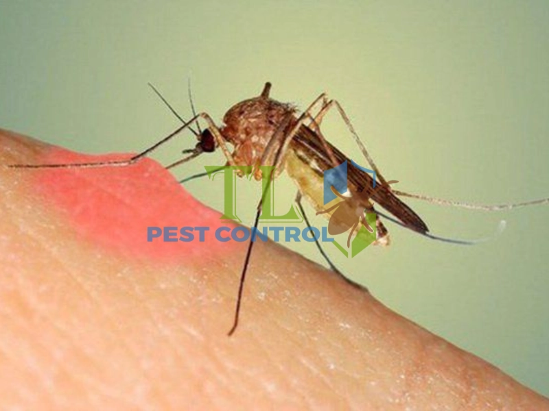 phun xịt muỗi có hiệu quả không