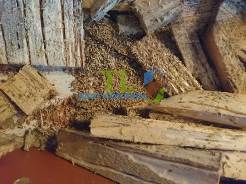 Tác hại của mối đến tài sản 