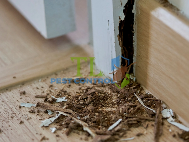 diệt mối cửa gỗ tại nhà diệt mối cửa gỗ tại nhà