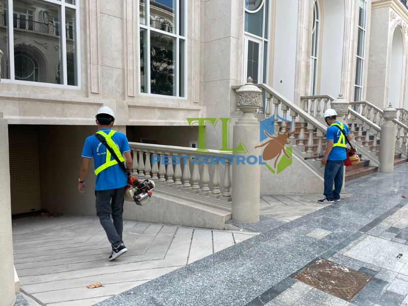 Quy trình dịch vụ diệt mối tận gốc chuyên nghiệp tại phường Bình Lợi Trung