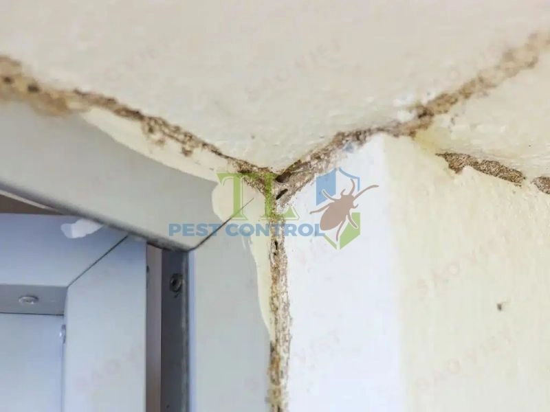 Xuất hiện đường mối đất trên tường hoặc sàn