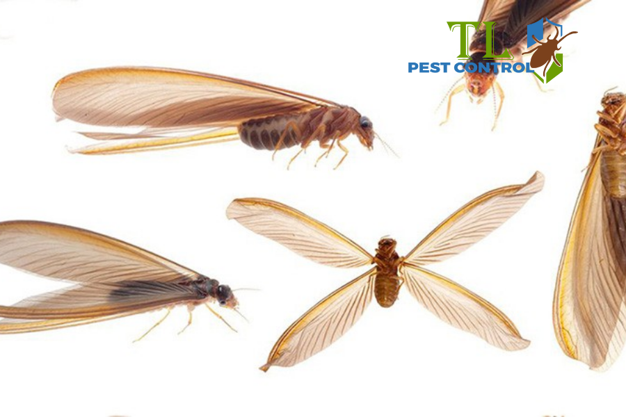 Bị Kiến Cánh Cắn Có Sao Không? Cách Xử Lý & Phòng Ngừa Hiệu Quả