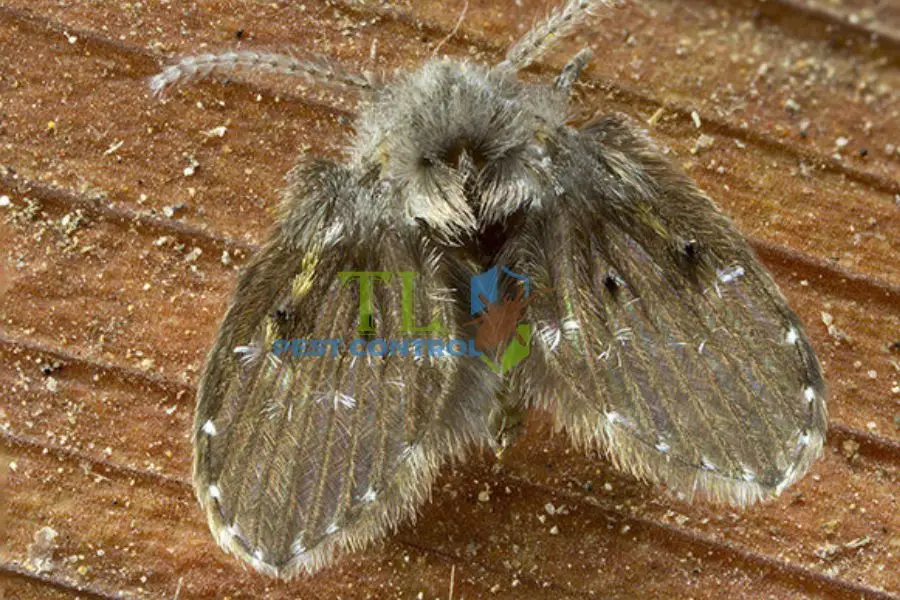 Ruồi Cống Có Hại Không? Tác Hại, Cách Diệt Trừ & Phòng Ngừa Hiệu Quả