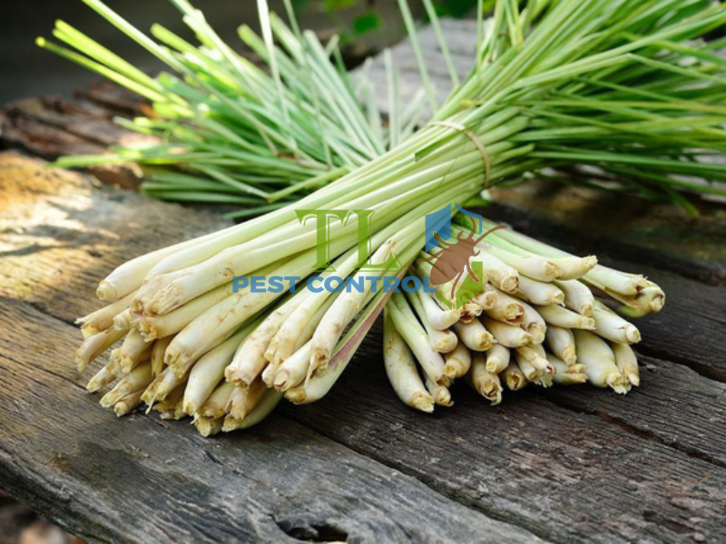 Sử dụng nước xà phòng diệt kiến