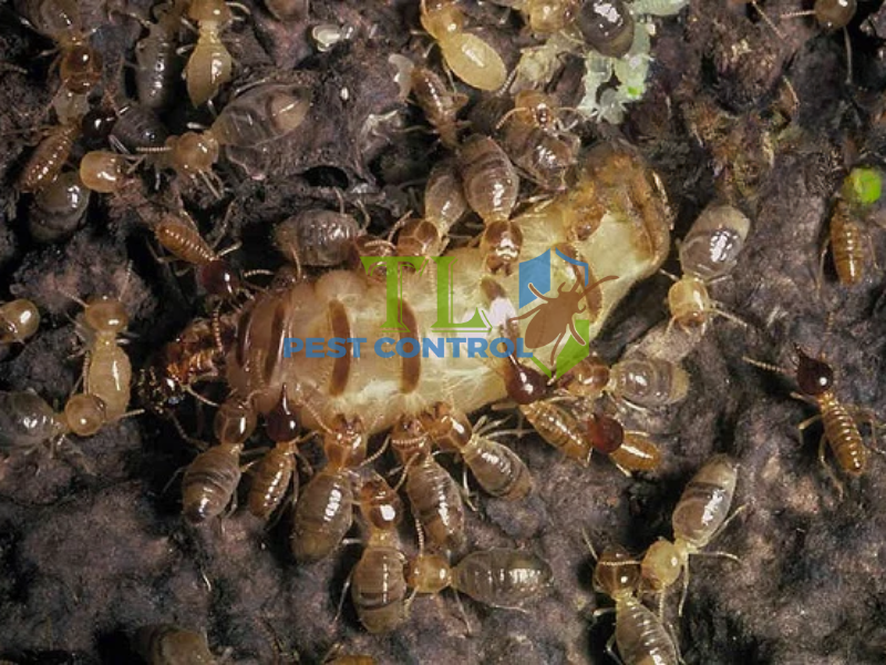 Tác hại khôn lường của mối đối với công trình và tài sản