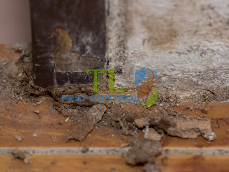 cách diệt mối tủ bếp