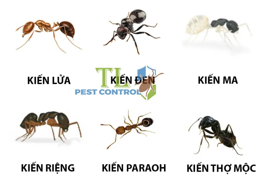 Top 10+ Cách Diệt Kiến Vĩnh Viễn, Triệt Để Tại Nhà Hiệu Quả Nhất