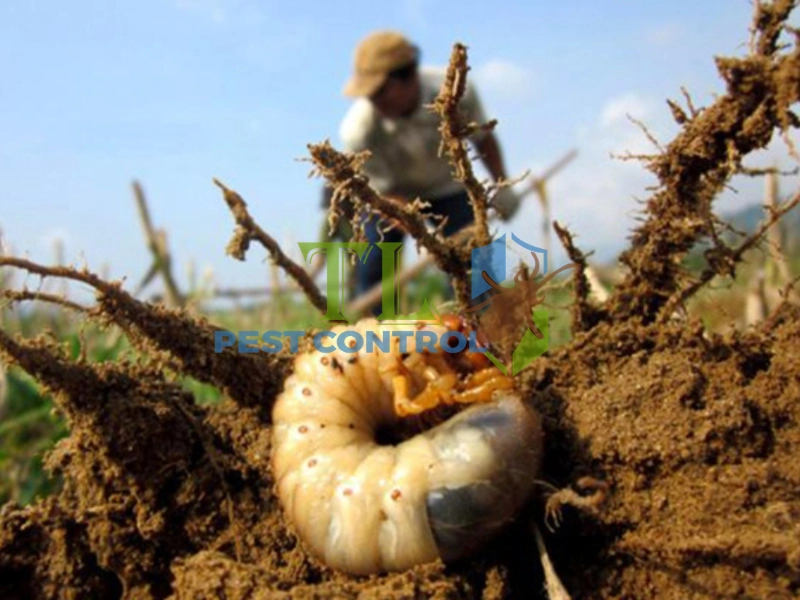 cách diệt sâu bọ côn trùng trong đất