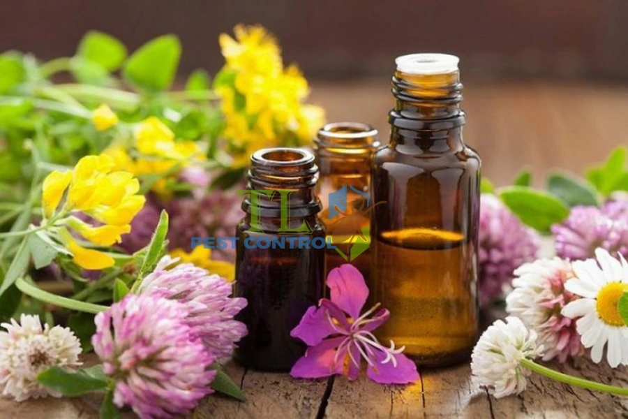 5 Loại Tinh Dầu Đuổi Kiến Ba Khoang An Toàn, Hiệu Quả Tại Nhà