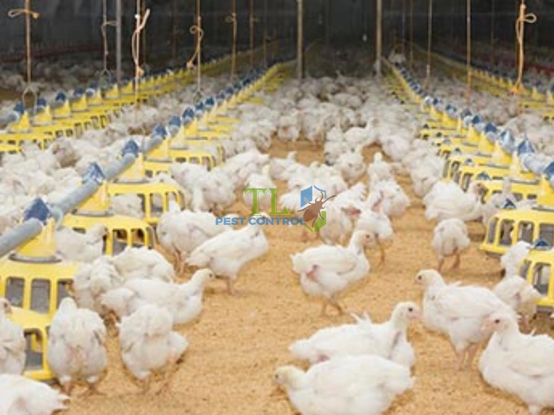 cách đuổi muỗi cho gà