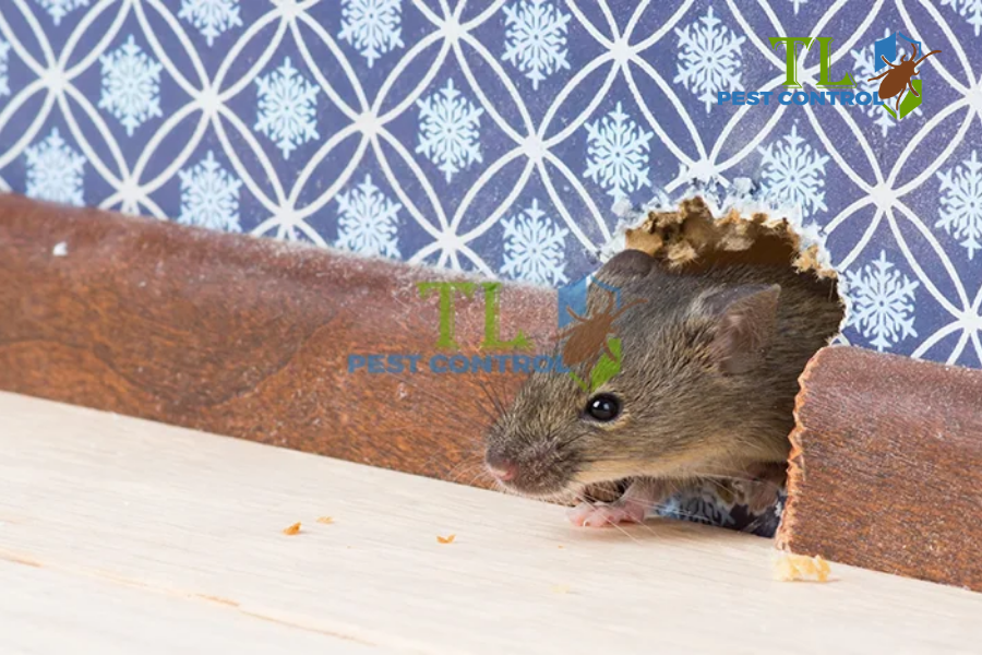 Cách Diệt Chuột Bằng Gạo Rang An Toàn, Hiệu Quả Tại Nhà