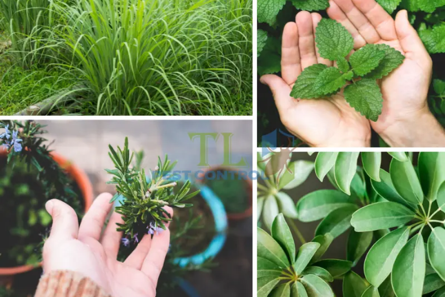 Trồng cây đuổi muỗi trong phòng