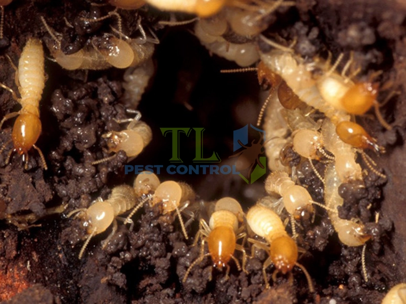 Môi trường đất và lòng đất sâu