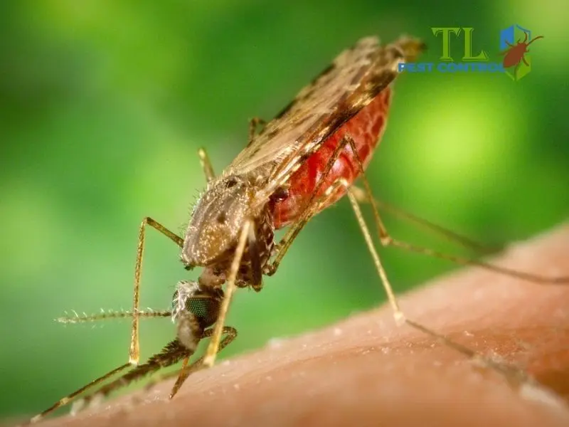 các loại muỗi các loại muỗi