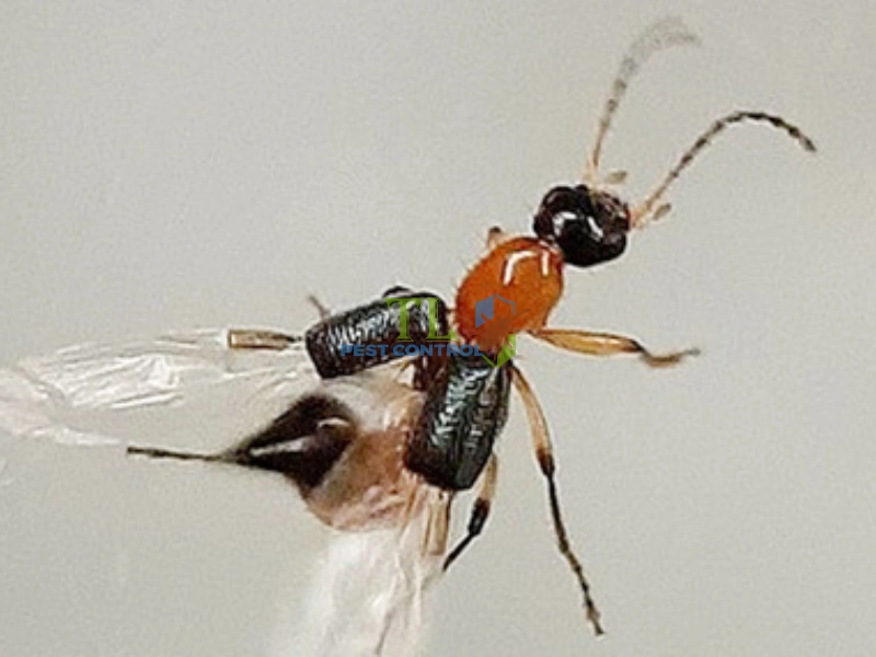 tinh dầu chống kiến ba khoang tinh dầu chống kiến ba khoang