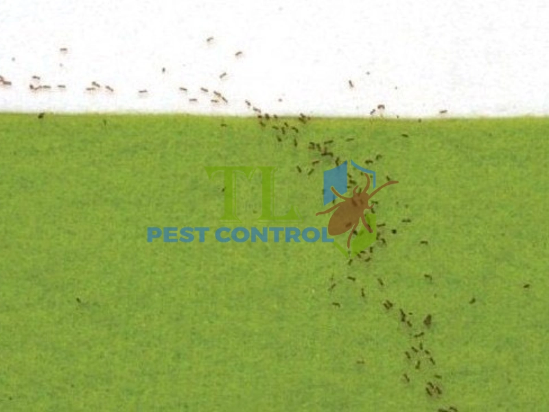 đuổi kiến khỏi đồ ăn