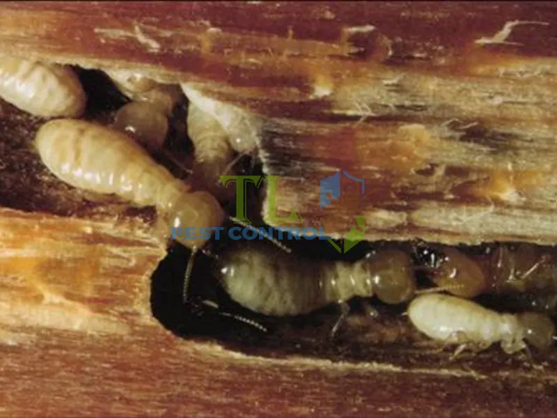 Công nghệ lây nhiễm sinh học