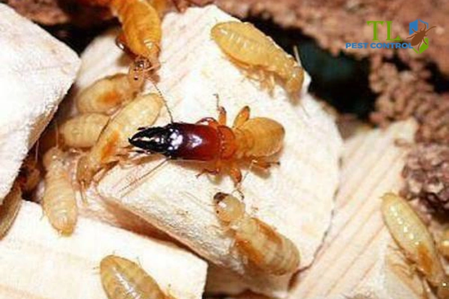Diệt Mối Tận Gốc Mất Bao Lâu? Thời Gian Theo Từng Phương Pháp 