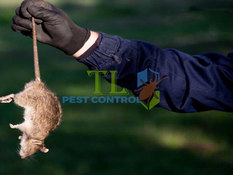 cách bẫy chuột nhắt đơn giản