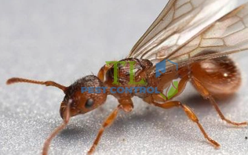 Mức độ nguy hiểm của kiến cánh 