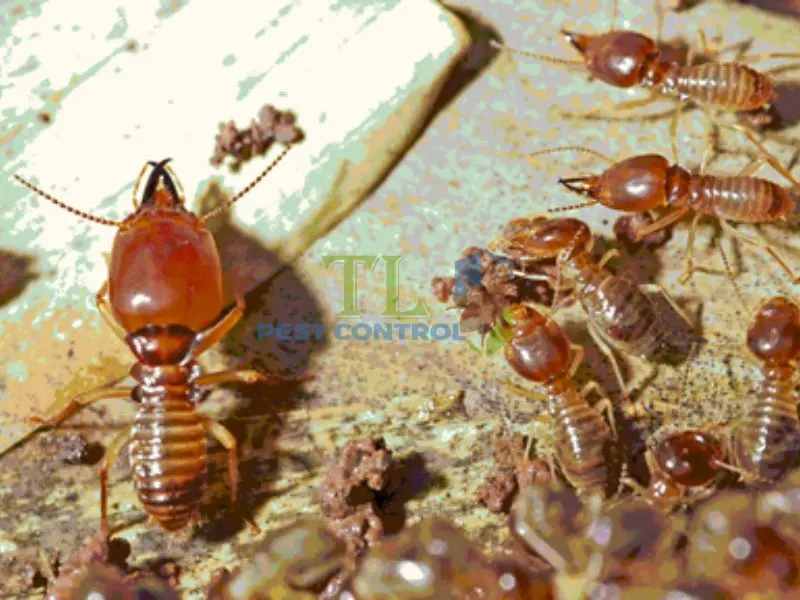 Tầm quan trọng của việc diệt mối tận gốc tại Phường Thới An