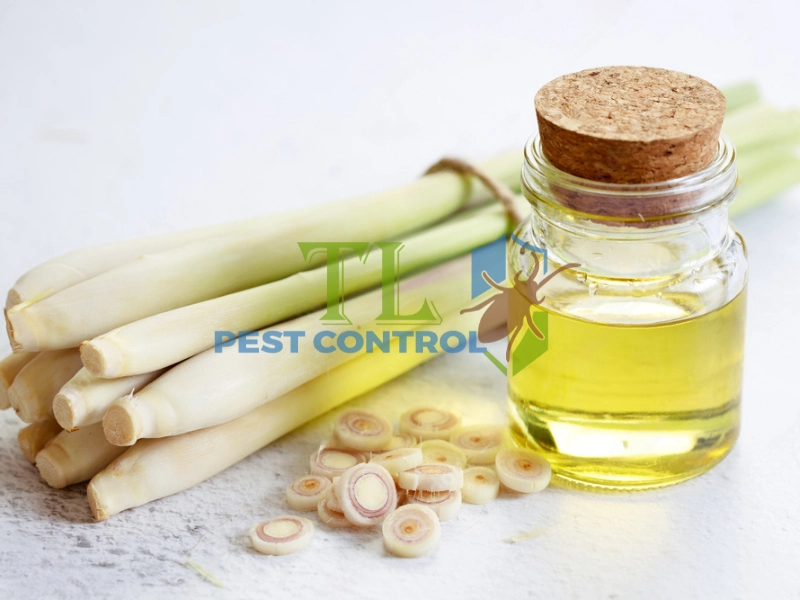 diệt mối tủ bếp