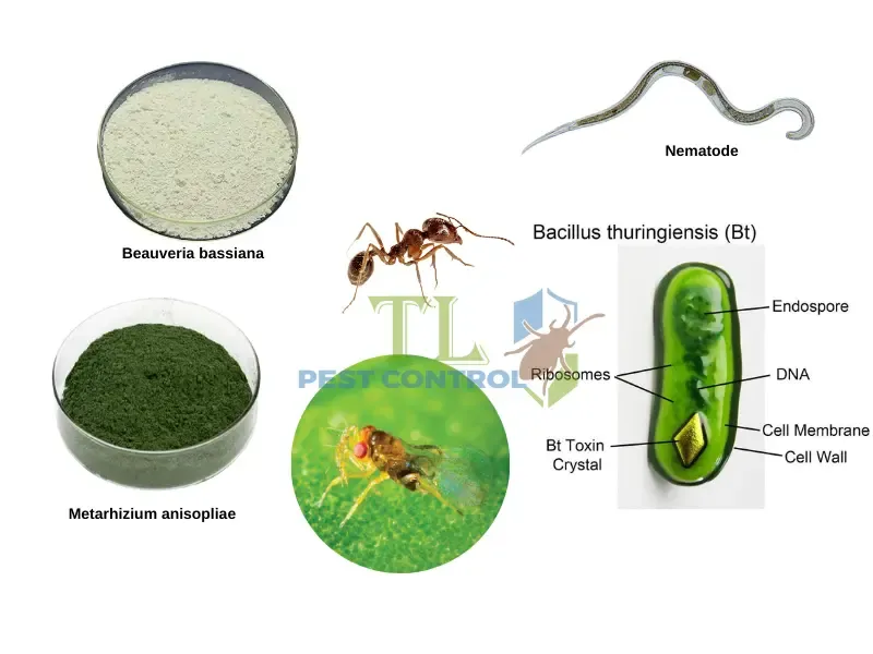 Diệt mối bằng phương pháp sinh học 