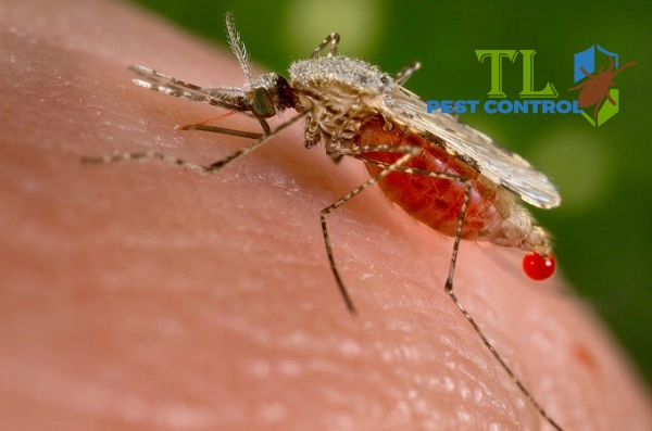 cách diệt muỗi anophen