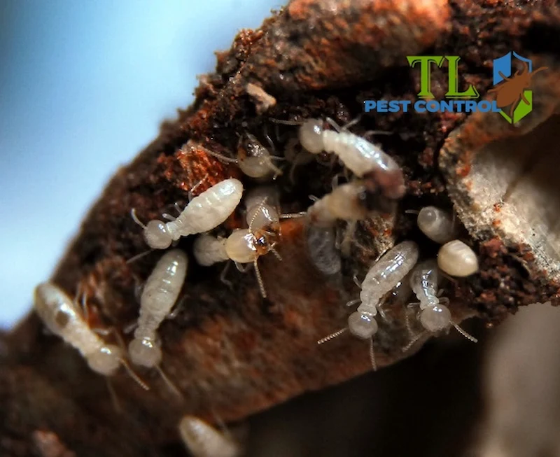 gỗ công nghiệp có bị mối mọt không gỗ công nghiệp có bị mối mọt không