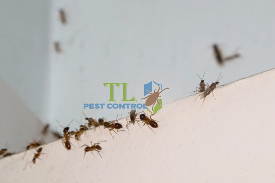 7+ Mùi Hương Đuổi Kiến Hiệu Quả, An Toàn Và Tự Nhiên