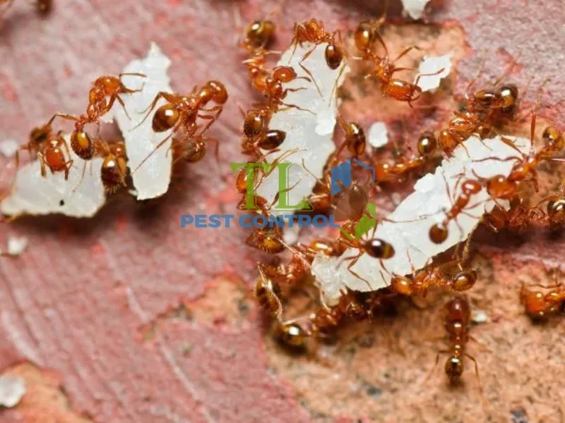 mẹo đuổi kiến lửa ra khỏi nhà