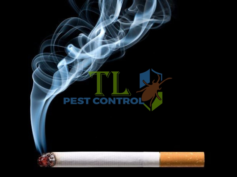 cách diệt mối cửa gỗ cách diệt mối cửa gỗ