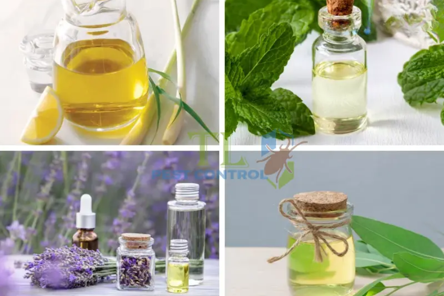 Tận dụng tinh dầu thiên nhiên