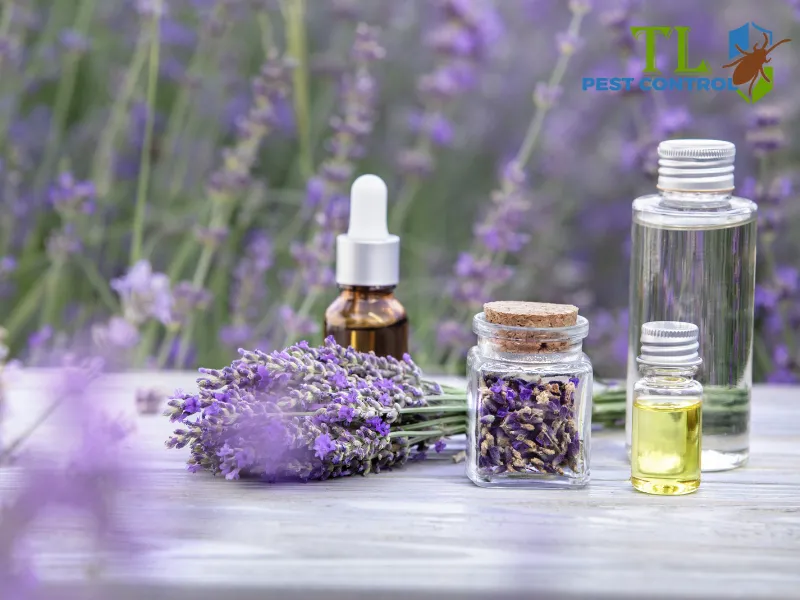 Cách diệt muỗi tự nhiên bằng tinh dầu oải hương