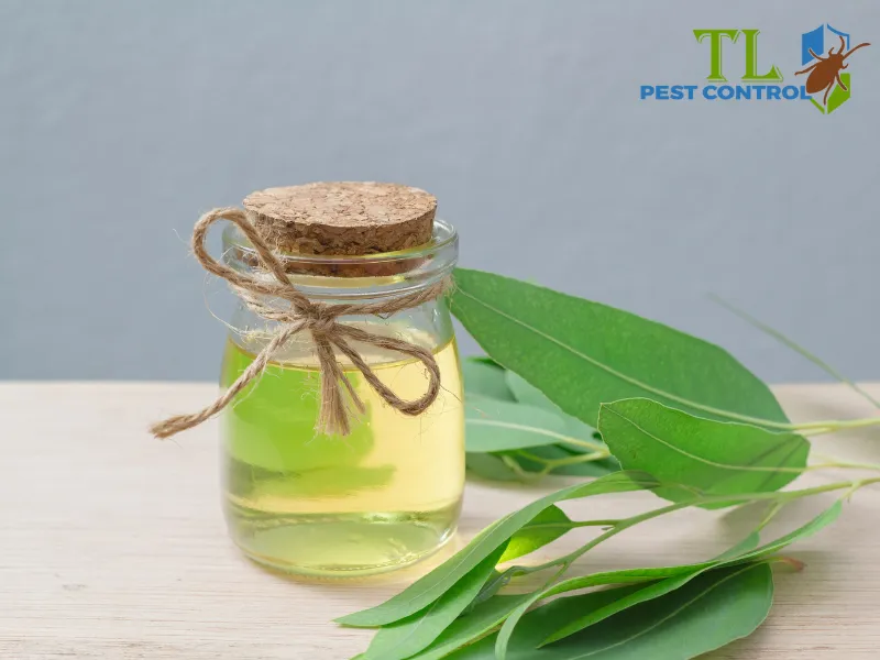 Đuổi muỗi tự nhiên bằng tinh dầu bạch đàn chanh