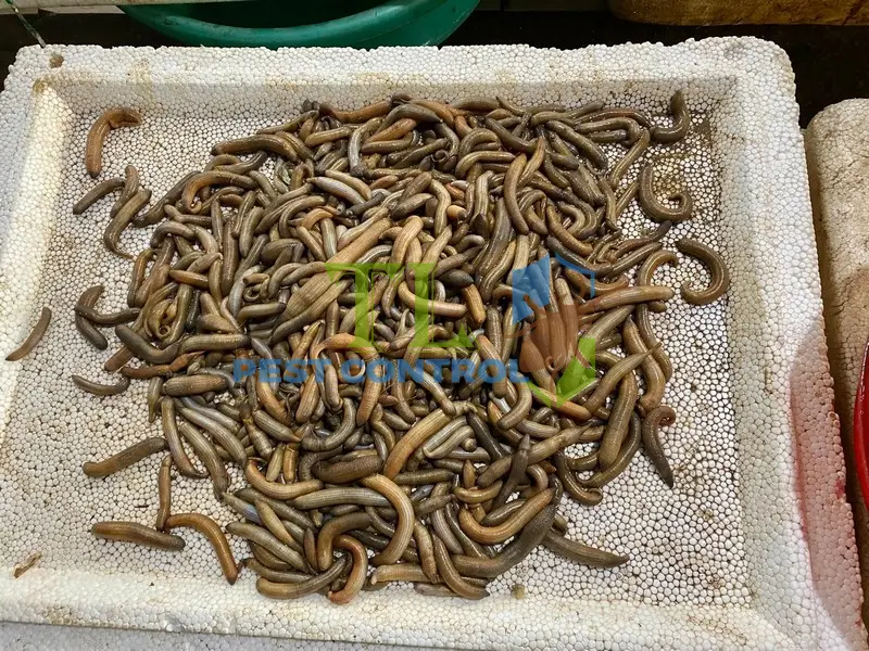 cách diệt sâu trong đất