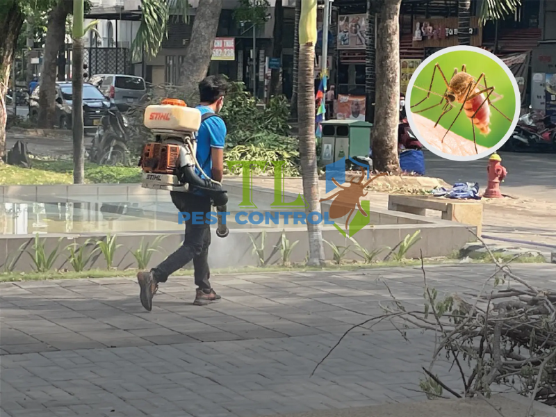 Quy trình dịch vụ diệt mối tận gốc của Trần Long tại phường Bình Tây