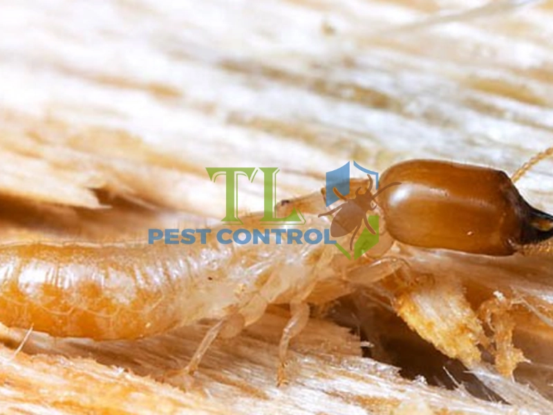 mối đất và mối gỗ 