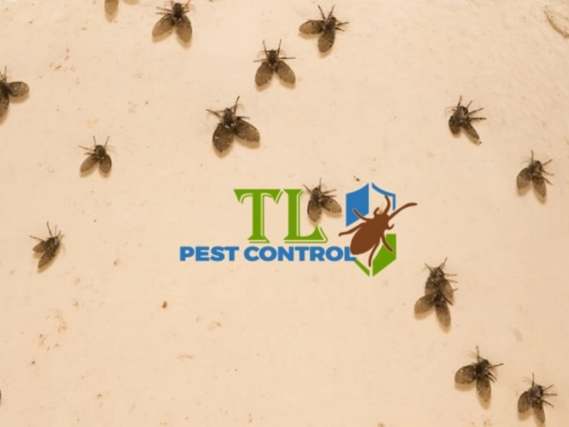 ruồi cống có hại không? ruồi cống có hại không?