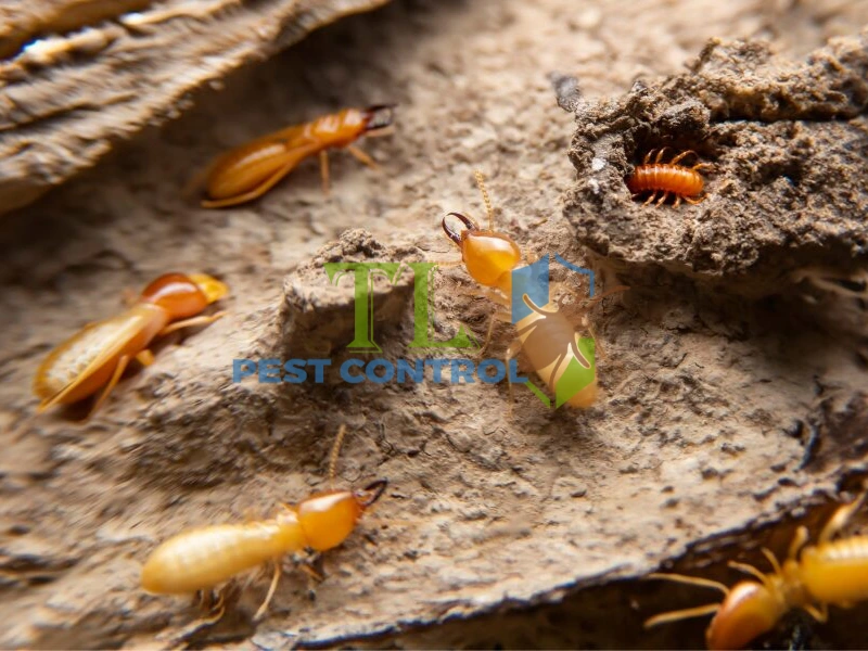 bả diệt mối