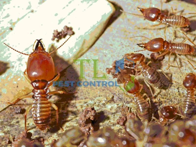 diệt mối nhà xưởng