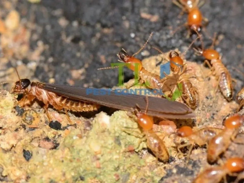 diệt mối bình dương diệt mối bình dương