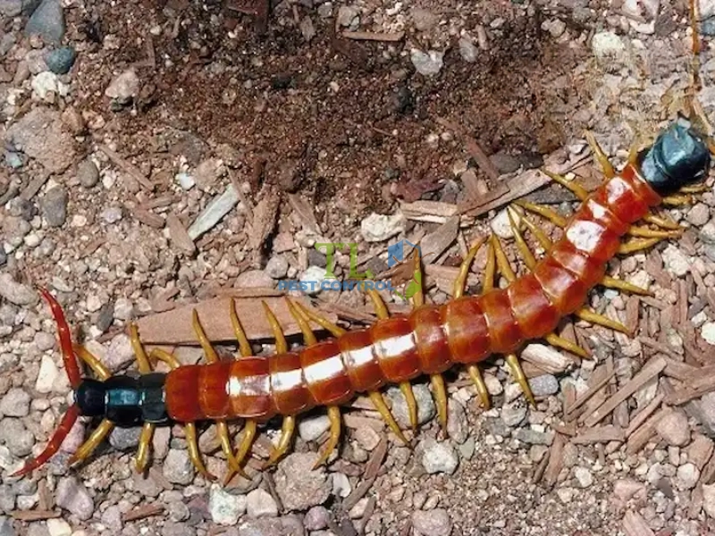 đơn vị diệt rết