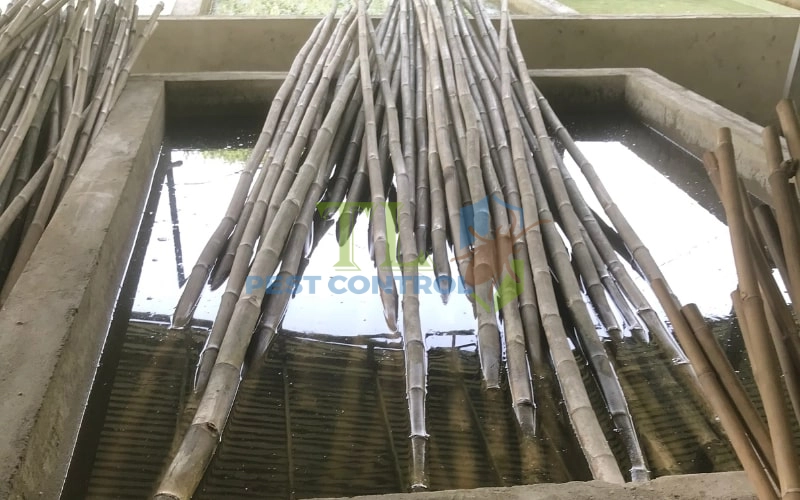 Sử dụng thuốc diệt mối mọt chuyên dụng