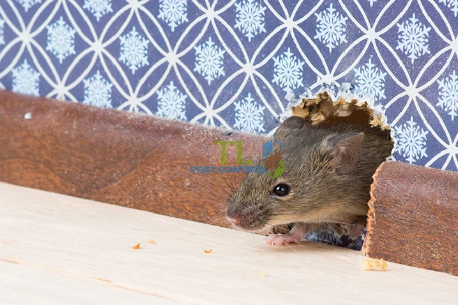 Đánh giá ưu nhược điểm của các phương pháp diệt chuột dân gian