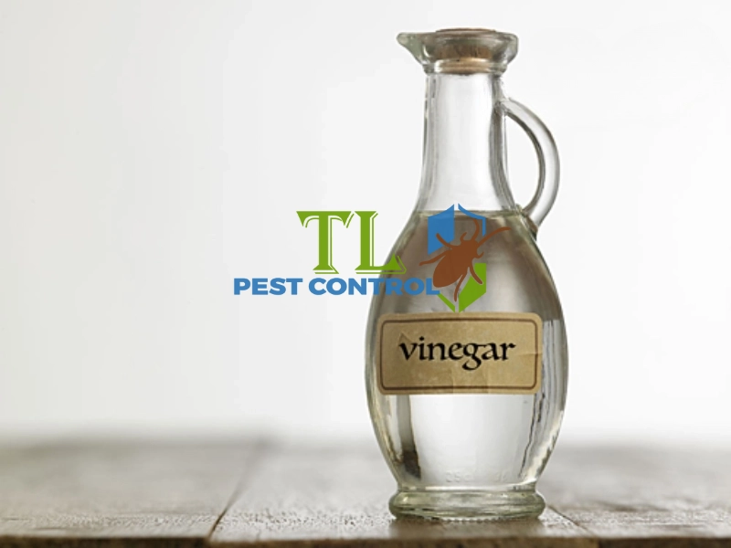 cách đuổi kiến lửa ra khỏi nhà